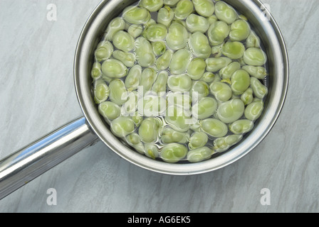 Cueillies fraîchement récolté accueil fèves biologiques cultivés en préparation dans la cuisine UK Juillet Banque D'Images