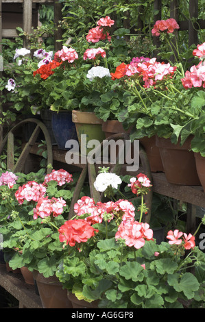 Jardin géraniums dans un coin du jardin sur cadre hiérarchisé Norfolk UK Juin Banque D'Images