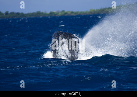 Baleine à bosse (Megaptera novaeangliae) à Vava'u, Royaume de Tonga, un lieu de reproduction et de mise bas pour les baleines dans le Pacifique. Banque D'Images