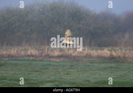 Busard Saint-Martin femelle en vol au cours de la chasse Banque D'Images