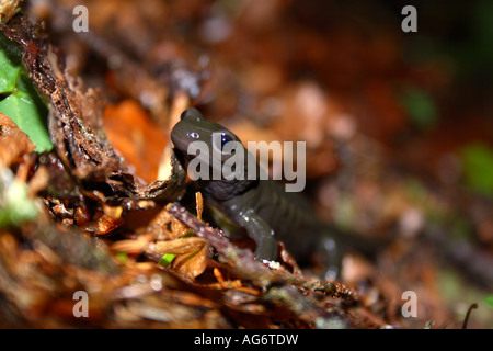 Salamandre alpestre dans la forêt Dinarique Sneznik sur plateau, Slovénie Banque D'Images