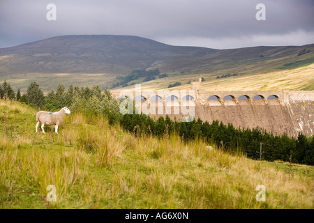 UK Yorkshire East Nidderdale moutons paissant au barrage du réservoir Maison Scar Banque D'Images