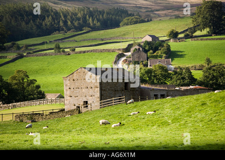 UK Yorkshire Nidderdale Lofthouse des moutons paissant près de grange en pierre domaine substantiel Banque D'Images