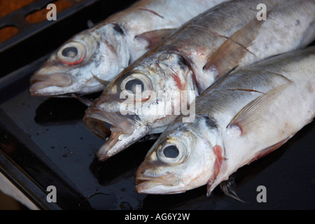Le chinchard frais préparés pour la cuisson au Portugal Banque D'Images