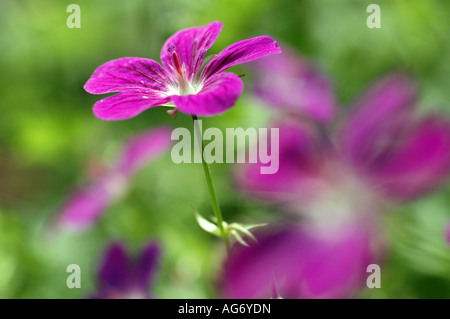 Géranium sanguin Geranium palustre Marsh Banque D'Images