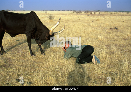 Près d'Agadez Niger Man photographing vache noire. Photographe Frans Lemmens. Banque D'Images