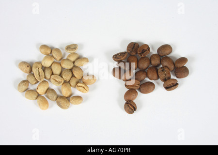 Les grains de café Kopi Luwak d'Indonésie et brutes de Coffea arabica torréfié Banque D'Images