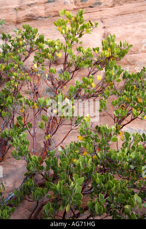 Le long du sentier des réservoirs Calico Red Rock Canyon Las Vegas Nevada Banque D'Images