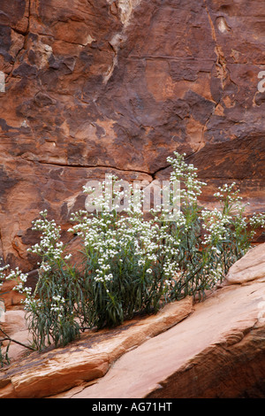 Wildflowersw le long du sentier des réservoirs Calico Red Rock Canyon Las Vegas Nevada Banque D'Images