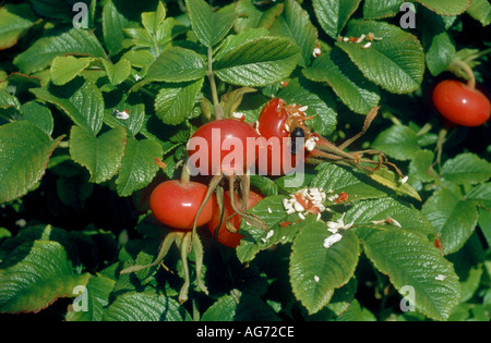 Églantier Rosa rugosa typica Banque D'Images