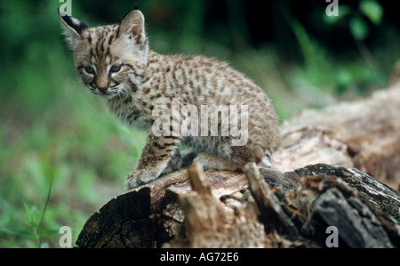 Chaton Bobcat Montana USA Banque D'Images