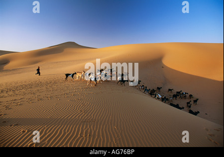 Le Niger près de garçon Ifrouane de tribu touareg chèvres élevage on sand dune Banque D'Images