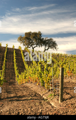 Vignes dans la vallée de Santa Ynez en Californie Banque D'Images