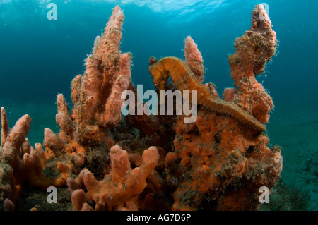 Long museau" (Hippocampus reidi) à Singer Island, FL. Banque D'Images