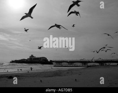 Mouettes sur la plage et la jetée de Bournemouth en noir et blanc Angleterre Grande-bretagne Royaume-Uni UK Banque D'Images