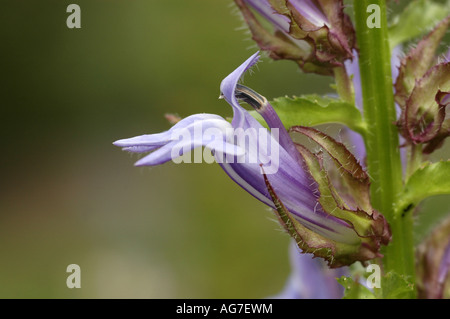 Grand Bleu Lobelia Lobelia syphilitica Banque D'Images