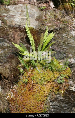 Hard Fern, fruit d'un tapis de sphaignes sur les pentes de Ben Arthur le cordonnier Arrochar Ecosse Banque D'Images