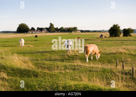 Vaches qui paissent sur Minchinhampton Common, Gloucestershire Banque D'Images