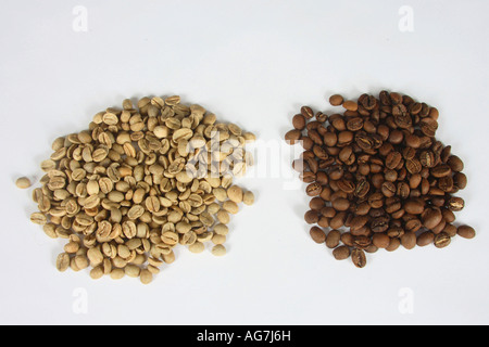 Les grains de café Kopi Luwak d'Indonésie et brutes de Coffea arabica torréfié Banque D'Images