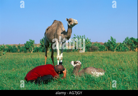 Près d'Agadez Niger Man taking photograph de camel et les jeunes de 2 jours. Photographe Frans Lemmens. Banque D'Images