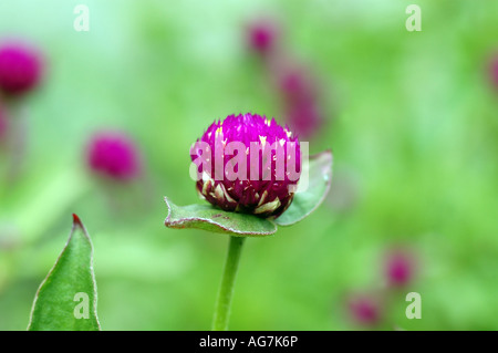 Globe amarante Gomphrena globosa Banque D'Images