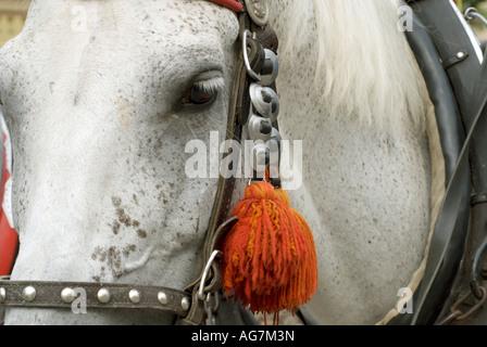 Close up pommelé,chevaux blancs la tête et des yeux avec bride décorative et orange glands,Rynek Glowny, Cracovie, Pologne Banque D'Images