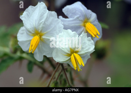 Morelle Solanum sisymbriifolium collante Banque D'Images