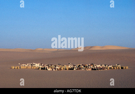 Niger Ténéré tribu touareg traditionnelle faisant d'Agadez caravane de sel à l'OAIS Fachi et Bilma Banque D'Images