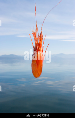 Crevettes récoltées sur place par la pêche de loisir Sunshine Coast British Columbia Canada Banque D'Images