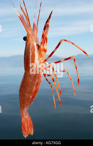 Crevettes récoltées sur place par la pêche de loisir Sunshine Coast British Columbia Canada Banque D'Images