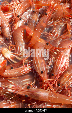 Crevettes récoltées sur place par la pêche de loisir Sunshine Coast British Columbia Canada Banque D'Images