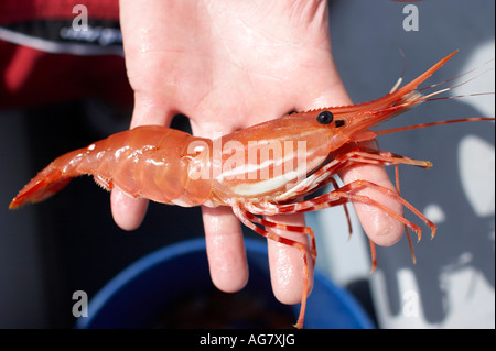 Crevettes récoltées sur place par la pêche de loisir Sunshine Coast British Columbia Canada Banque D'Images