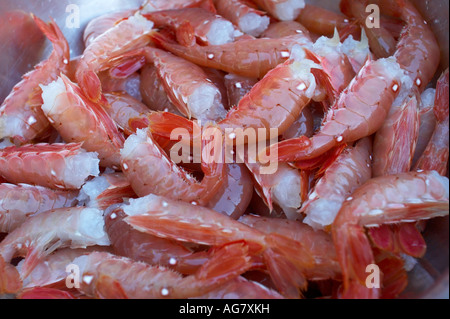 Crevettes récoltées sur place par la pêche de loisir Sunshine Coast British Columbia Canada Banque D'Images