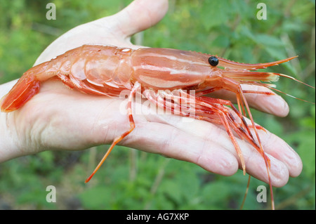 Crevettes récoltées sur place par la pêche de loisir Sunshine Coast British Columbia Canada Banque D'Images