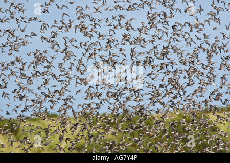 Grande bande de maubèche Calidris canuta en vol au dessus de titchwell Norfolk Banque D'Images