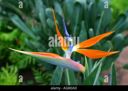 Un oiseau de paradis aux côtés de fleurs un trottoir à Waikiki Beach Hawaii sur l'île d'Oahu Banque D'Images