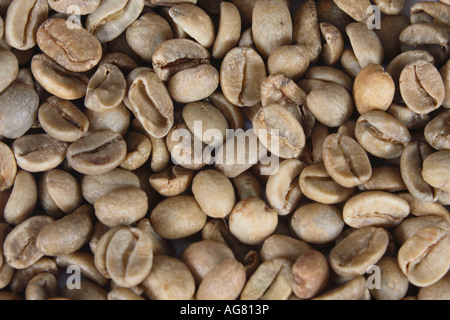 Les grains de café Kopi Luwak d'Indonésie Coffea arabica brut Banque D'Images