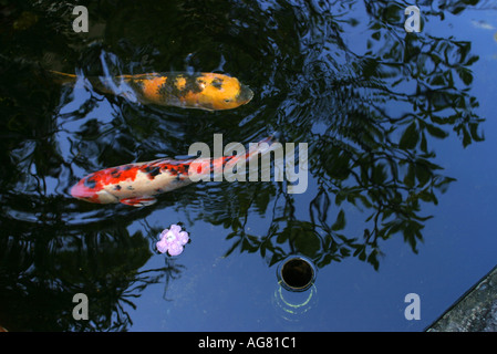 Koi Fish au Byodo dans Temple bouddhiste situé dans la Vallée des Temples Oahu Banque D'Images