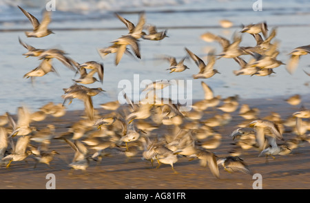 Maubèche Calidris canuta en vol en début de soirée light titchwell Norfolk Banque D'Images