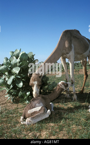 Près d'Agadez Niger Camel et les jeunes de 2 jours sur les herbages Banque D'Images