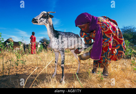 Agadez Niger Femme de tribu touareg chèvre à traire Banque D'Images