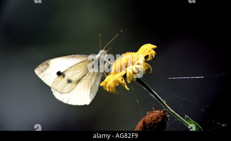 Petit papillon blanc Banque D'Images