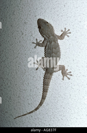 Mur Mauresque ou mauritanien, Gecko Tarentola mauritanica mauritanica, Gekkonidae. Le Portugal, l'Europe méditerranéenne. Banque D'Images