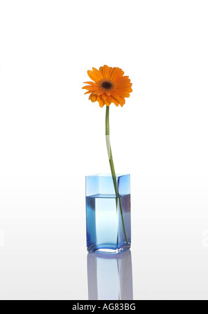 Un vase bleu avec une fleur gerbera orange isolé sur fond blanc Banque D'Images