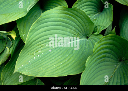 Gouttes de pluie sur feuille d'hosta Banque D'Images