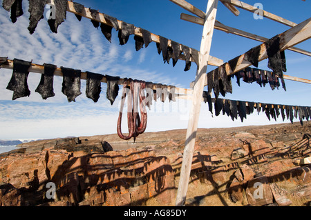 Chassé de narvals suspendus pour le séchage de la viande dans le soleil de minuit au Qeqertat Qaanaq près du fjord d'Inglefield Banque D'Images