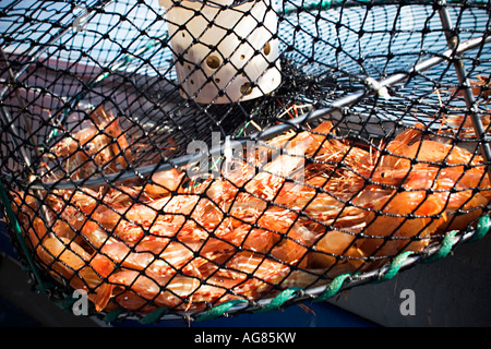 Crevettes récoltées sur place par la pêche de loisir Sunshine Coast British Columbia Canada Banque D'Images