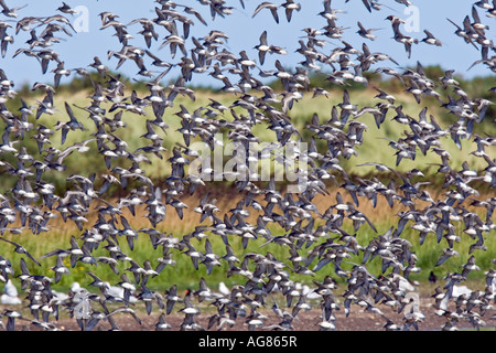 Grande bande de maubèche Calidris canuta en vol au dessus de titchwell Norfolk Banque D'Images