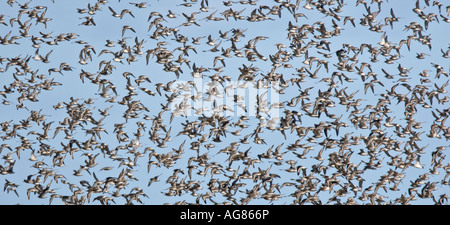 Grande bande de maubèche Calidris canuta en vol au dessus de titchwell Norfolk Banque D'Images