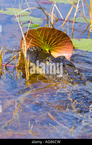 Alligator nageant à travers les Everglades. Alligator mississippiensis Banque D'Images